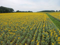 今年の夏、３度も富良野へバスツアー