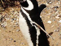 パタゴニア周遊記　vol.14　プンタ・トンボ