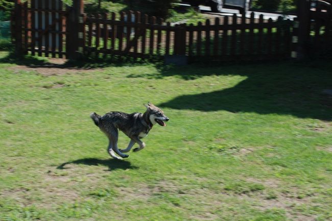新しく家族になった愛犬と一緒に、伊豆高原に行ってきました。<br /><br />突然思い立っての旅行でしたが、ペット連れの旅行情報の多さにびっくり。<br />犬と一緒の旅、今までと違った景色が見えました。<br /><br />初めての犬旅を経験し、分かったことが一つ。<br />伊豆高原の夏は暑い!<br />高原という言葉に涼しさを期待してはいけませんでした。