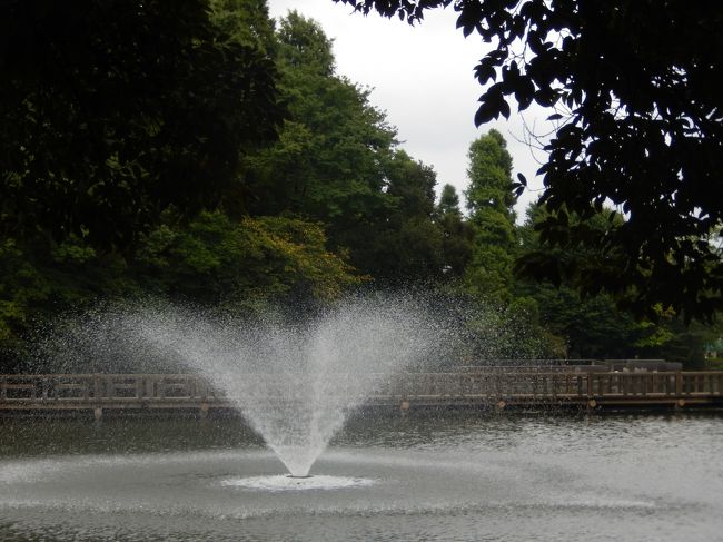 武蔵野市にある「井の頭恩賜公園」を散策、ＪＲと京王線の吉祥寺駅から歩いてすぐの場所にある井の頭公園、広い公園内に動物園と水生物園がある井の頭自然文化園、井の頭池などあり、広い公園です。<br /><br />井の頭恩賜公園は大正6年（1917年）に日本で最初の郊外公園として開園しました、公園中央に位置する井の頭池は初めて江戸に引かれた水道、神田上水の水源でした、春にはソメイヨシノが咲き、桜の名所として知られています、公園内には武蔵野の面影を残す雑木林がありいつも多くの人が散策に訪れています。