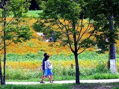 愛知牧場・四季彩の丘・黄花コスモス