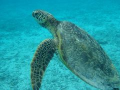 世界が恋する海　慶良間諸島へ ２ 座間味島編