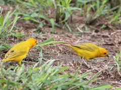 ハワイ島②　　プウワアワア探鳥