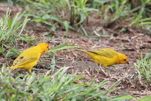 ハワイ島② プウワアワア探鳥』ハワイ島(ハワイ)の旅行記 ハワイ島② プウワアワア探鳥』ハワイ島(ハワイ)の旅行記
