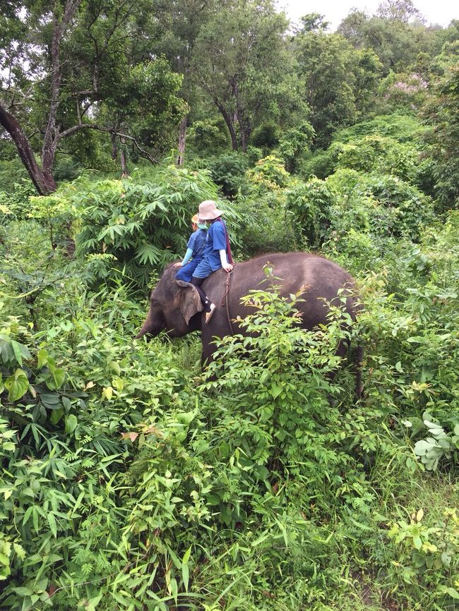 ３度目のチェンマイ。<br />前回のThai Elephant Homeでの体験が感動で甥っ子３人連れて再び探訪。<br />「1 Day Elephant Riding」またまたやっちゃいました！<br /><br />