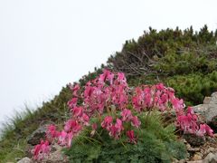 乗鞍岳で見た花