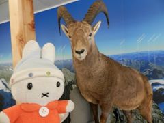 グーちゃん、スイスアルプスへ行く！（ディアボレッツァ展望台で混浴？編）