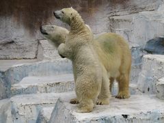 真夏のレッサーパンダ紀行【11】 天王寺動物園　シュウナちゃんとメル君は変わらず同居していました、　”帰宅拒否”・・・バフィンさんの所作が気になります