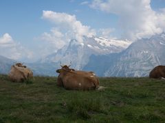 2015年　スイス　ハイキングの旅♪⑥　ミューレンから　牛さんに会いにメンリヒェン経由でグリンデルワルドへ