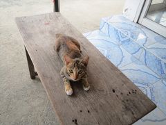 猫探し【タイ(コークレット島の猫たち・Cats in Ko Kret Island）編】