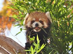 京都市動物園　のほほん記（まだムータンお引越し前の）