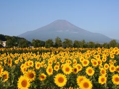 富士山とひまわり（花の都公園、明野）