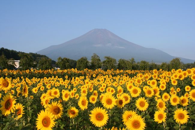 2013年8月、富士山をバックにしたひまわりと、山梨・明野のひまわりへ行ってきました。<br /><br />明野は終盤に近かったけど、花の都公園は、ひまわりだけでなく<br />とってもきれいな花畑でした。<br /><br />以下行程<br /><br />1日目：山中湖へ移動（夕日は見えず）<br /><br />2日目：山中湖、花の都公園、明野のひまわり