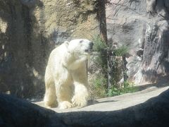 夏の終わりの弾丸!旭山動物園2015。アニマルズったら、皆んなバテちゃってますけど、なにか？