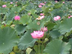 蓮の花咲く公園から竿燈大通りへ