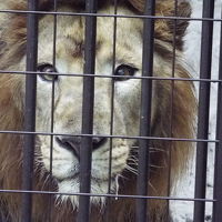 ２０１５年９月　ふるさと割第５弾　横浜、川崎　ほぼ野毛山動物園