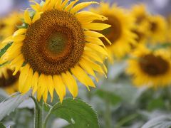 降りしきる小雨の中の清瀬ひまわりと埼玉こども動物自然公園（１）うつむき始めたひまわりには、曇天と雨のしずくが似合うかも