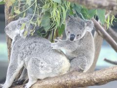 降りしきる小雨の中の清瀬ひまわりと埼玉こども動物自然公園（３）動物園編（後編）コアラ特集：ぴょんぴょん飛び始めたハニーちゃんとエミちゃん・ジンベランちゃん、ちょうどタイミングよく目を覚ましてくれてサービス精神バツグン！？