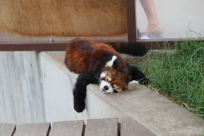 天人峡温泉から小一時間で旭山動物園へ。今年の北海道は異常に暑い。動物園の見学は午前中だけにしようかと打ち合わせる。上の孫は３年前に来ているが、覚えているか。下の孫、旭山初デビュー。二人とも動物には興味があったよう。ただ暑さには少し厳しそうな表情も見られた。表紙の写真のようにレッサーパンダもぐったり。