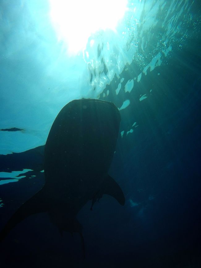 カリブ海でジンベイザメとシュノーケル。<br /><br />シュノーケル初心者の私がカリブ海の沖合でジンベイザメとシュノーケル<br /><br />まったりとジンベイザメを見れると思いきや、約１時間３０分ボートにゆられグロッキー状態。こんな状態でジンベイとシュノーケルできるのか?<br /><br />参加したツアーはこちら<br />&lt;&lt;アクアプリ&gt;&gt;<br />http://aquappli.com/?page_id=1381