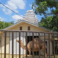 世界遺産の姫路城 動物園も忘れずに！