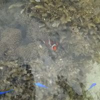 海水浴で熱帯魚に囲まれるなんて