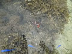 海水浴で熱帯魚に囲まれるなんて