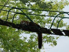 やってきたぜ！！　２０１５　北海道　『札幌からバスで２時間で旭川へ☆レンタカーで旭山動物園に行って楽しんだ♪』　ＩＮ　旭川