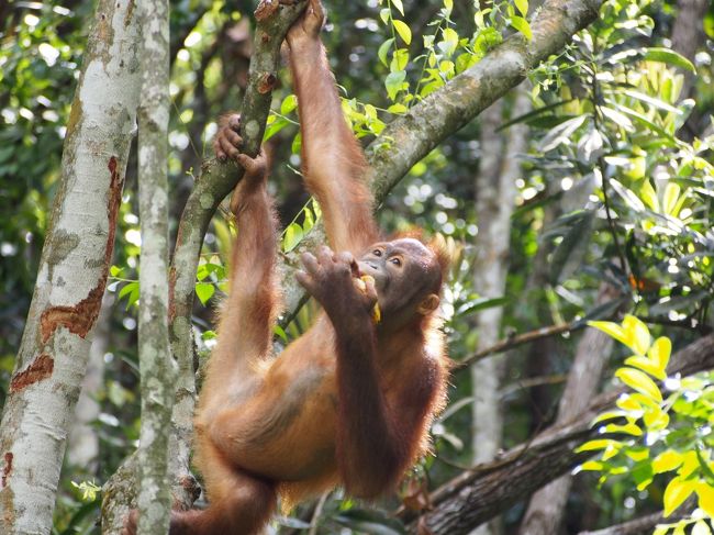 オランウータンに会いたくて。日本から一番近い動物の楽園ボルネオへの旅。<br /><br />表紙写真はラサリアのオランウータンです。