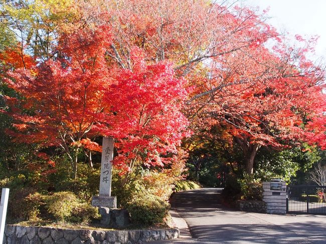素晴らしい京都の紅葉<br />３泊４日で堪能してきました〜！<br /><br />高雄三尾から翌日の左京区周辺の紅葉です。