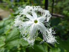 秋を探しに　「花の文化園」へ！　　９月は　秋の七草・サルビア、そして・・・