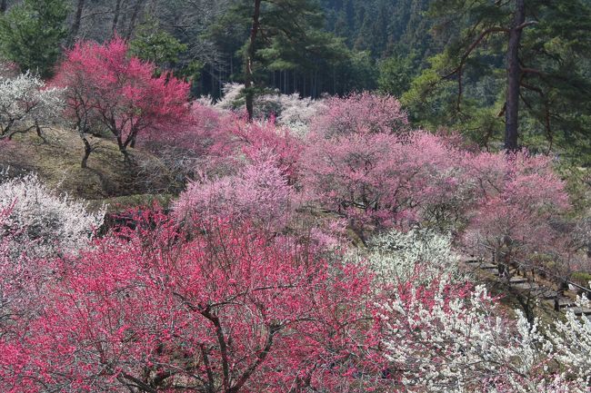 青梅市梅の公園の梅の木がすべて伐採されてしまうのでその前に観梅に行って来ました。<br />見事な梅の木が伐採されてとても残念です。