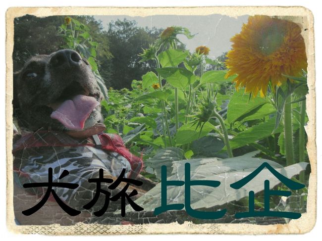 愛犬Ｋｅｎと旅する企画『 犬旅 』<br /><br />第２１回は、比企。<br />？？？？　・・・そもそも、読めん。