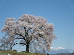 2014年4月　桜求めて山梨の旅