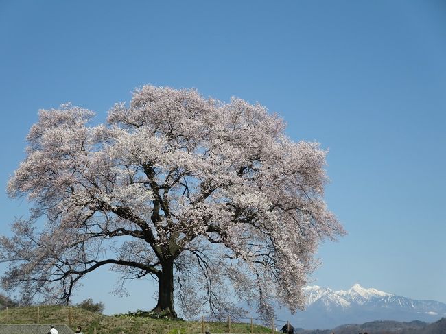 信州に帰省中、花を求めて母親連れて実家の車でドライブに行きました。<br />実家周辺ははまだ咲いてないけど、山梨なら電車の窓から満開の桜が見えたから、と山梨へ向かいます。<br />高速に乗れば一時間ちょっとで着けます。