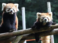 山陽新幹線で行った初・岡山は雨のち曇りの池田動物園（３）レッサーパンダ特集：一度は会えないかと絶望しかけた３組６頭～陸くん・フィンフィンちゃん＆大地くん・ルナちゃん＆のんたくん・しずくちゃん