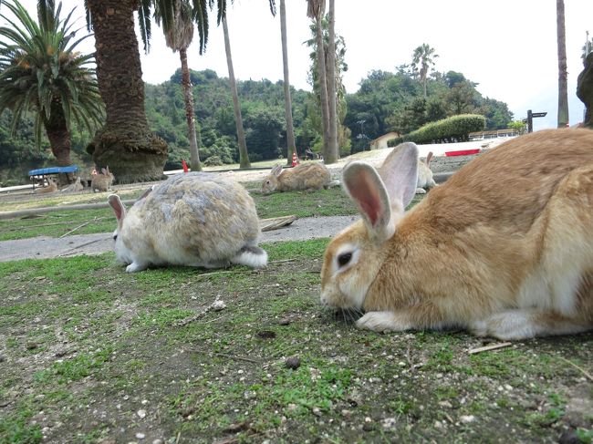 広島県のうさぎ島（大久野島）と呉に行って来ました。<br /><br />姫路から山陽自動車道で３時間弱で大三島フェリーまで、そこからフェリーに乗って１０分くらいでウサギランドです！<br />本当にすごい沢山のうさちゃんがいました。<br /><br />みなさんキャベツ丸ごととかスーパーの袋いっぱいに野菜を持ってきていました。<br />私も家に遭ったレタスとキャベツと人参を全部刻んで持って行きましたがアッとゆう間に食べられてしまいましたw<br />次行くときは途中の道の駅で野菜を買っていこうとおもいます。（スーパーより安く買えるので）<br />ＹＯＵも沢山来ていました。もちろん野菜をいっぱい持って。<br /><br />翌日は呉に行きました。<br />横須賀と違って米軍やイージス艦などがいないのですこしさみしいですが、湾は広く瀬戸内の島などが見えて景色が綺麗で良いです。<br />