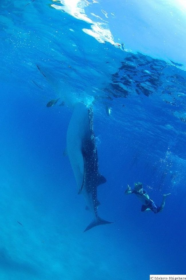 フィリピンのネグロス島ドゥマゲッティから船で40分走り、オスロブという場所でジンベイザメダイビングをやってきました。セブ島やマクタン島から行っても片道4時間ほどかかるのでドゥマゲッティからなら40分で着くので楽チンでしたーほぼ100パーセント見れる魚類最大級のジンベイザメは圧巻でした!!