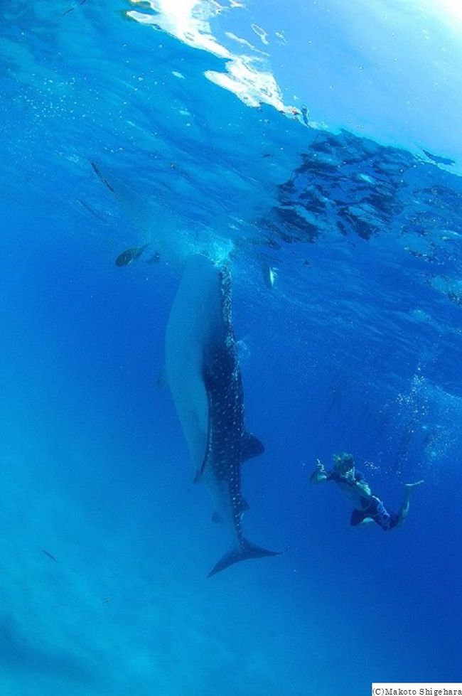 フィリピンのネグロス島ドゥマゲッティから船で４０分走り、オスロブという場所でジンベイザメダイビングをやってきました。セブ島やマクタン島から行っても片道４時間ほどかかるのでドゥマゲッティからなら４０分で着くので楽チンでしたーほぼ１００パーセント見れる魚類最大級のジンベイザメは圧巻でした！！