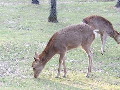 奈良の桜と、三島由紀夫「春の雪」の舞台巡り
