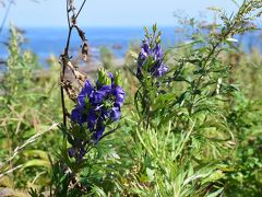 お花畑がある知床オロンコ岩（北海道）