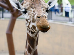 【2015】三世代で行く　みんなが笑顔の北海道：結婚10周年の旅～旭山動物園編