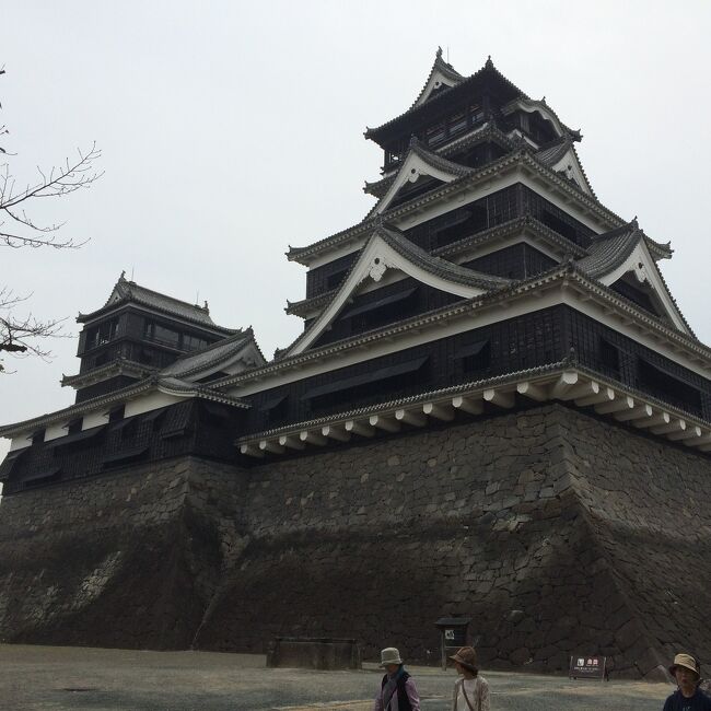 出張で熊本に行くことになりました。<br />前日に阿蘇山が噴火し、福岡あたりに降ろされるか？と思ったものの、なんとか無事に熊本空港に到着。<br />空港から阿蘇山をみると見事に噴煙を上げていました。<br />とはいえ、噴火の影響もなく、仕事も無事に終了。せっかくなので熊本城に寄ることにしました。<br />熊本空港からリムジンバスに乗車。料金700円で熊本城最寄りの通町筋まで約50分。<br />バス停を降りるとすぐに天守閣が眼に飛び込んできます。<br /><br />高い。<br /><br />築城の名人の加藤清正の城だけのことはあります。存在感はやはり凄い。<br />最寄りの須戸口門より入ります。料金は500円。18:00には閉門になり、城には入れなくなってしまいます。<br /><br />石垣は無骨な打込み接ぎ。現存する櫓には、目立つ形でことごとく石落としが設けられています。石垣も三重、四重に折重なり、通路もやたらとクランクさせている。自分が雑兵なら天守に着く前に全身火傷させられて苦しみながら死ぬか、狭間から鉄砲を撃たれて死ぬか、どちらかしかない、と言う恐ろしく堅牢な石垣群でした。<br />天守は黒壁でした。松本城もそうですが、実戦性を重視している城だとヒシヒシと感じました。