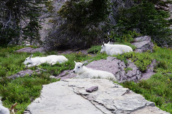 念願のGlacier National Parkへ一人旅。ついでにWashington週まで移動してさらに国立公園を回ります。<br /><br />この日は旅行一日目。できるだけ早くKalispellに到着できるようにデルタの飛行機を手配しました。レンタカーは小さくてもよいのになぜか予約時にはいつものHertzでMidsize以上しか選べず割高に。しかし、実際に借りてみるとNissan Versa（小型車）。料金高いのにこの小さな車があてがわれたのはおかしいと思いながら仕方なく受け入れることに。だって、早く公園へ行きたかったんだもん。さらにあとでバカ高い請求書を見て気が付いたのですが、なんと今時走行マイレージの制限があってそれを超えた分距離ごとにチャージされてた。後の祭り。空港を出て左折し、Kalispellの街中でSmith&#39;sによりお買い物。街中にはほかにもいくつかスーパーがありますが、SLCに住んでいた時の思い出でついSmith&#39;sを選んでしまいました。水とハイキングしながらお昼に食べるフルーツなどを買い込む。宿はWest Glacier Motelを取ってあるのでまずはチェックインへ。今回2泊しましたが、値段の割に良い感じでした。すぐ隣にスーパーやレストランもあり便利です。予定ではその後West Glacier付近のトレイルを歩くつもりだったのですが、ここまですべてスムーズに行っていて時間もあったしどうしてもMountain Goatに会いたくて予定変更。Logan PassのHidden Lake Trailを目指す。GTTSの渋滞をイメージしていたのだが、全く渋滞なしで行けました。駐車場も問題なく止められましたよ。さて歩きますか。