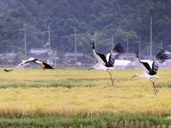 自然環境の中でコウノトリ　見る事出来ました