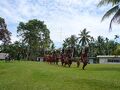 2011年夏　パプアニューギニア