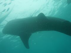 2013年夏　セブ島