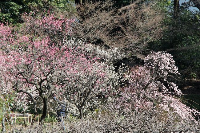 小石川後楽園で観梅のあと近くの神楽坂界隈を散策しました。<br />表紙は小石川後楽園の梅園