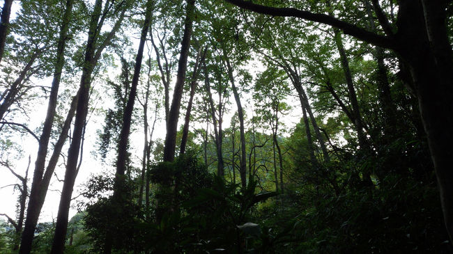 お天気がよさそうなのでどこかの山行を丹沢（ニノ塔）へと考えましたが、平日朝の小田急線の混雑時にザックが迷惑かけるかと(´`:)断念。<br />家から行きやすい初秋の高尾山へ出かけました。<br /><br />高尾山2号路→もみじ台までのんびリトレッキング<br /><br />少し涼しくなったせいか、平日にもかかわらず参拝者や、トレッキングをする人達で賑わっていました。<br /><br />何にも登山準備をしていなかったので、山ごはん用メイン…どうしよう(^_^;)。<br />先日、日○○の大谷君がシャウエッセンをよく食べるとTVで話していた事を思い出した。<br />冷蔵庫にシャウエッセンが1袋あったので持って行きました。<br /><br />こんな程度の山ごはんでも、ガス音と、油がハネるじゅーじゅーパチパチ音で、通りがかりの人が「あれいいわねー。美味しそうね」って。(^^)<br /><br />もみじ台の階段横に、ピンク色のお花が咲いていたので、パパに花名を聞くと「??」教えてもらったのに忘れた(´`:)。<br />「可憐な花だよ、ママのように…」とパパ。<br />「本とに思ってるかな？」<br />「ママは鬼ユリのようだ」（笑）<br />「山にいる時だけはにこにこしている」と返答あり。<br />確かに-_-#。<br /><br />昨日〜今朝家を出た時までは偏頭痛だったのに、今はスッキリ。そして笑っているし(^^)。<br />