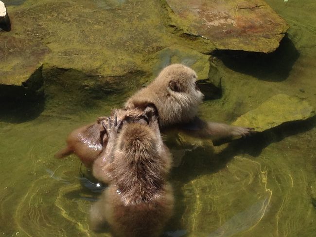 ゴールデンウィーク信州旅行、３，４日目。湯田中温泉に宿泊し、翌日はちょっと予定外でしたが、地獄谷のニホンザルに会いに行きました。遠い方の駐車場からアクセスしたので、延々歩きましたが、冬はここしかないそうで、その時期の大変さに思いをいたしました。<br />帰路では小布施に立ち寄り、栗の甘味をただき、夕方人が減り始めたところを狙ってご開帳の善光寺参り。っていっても6時過ぎると本日のご開帳の時間終了後なんですけど、まあいいや。お参りなんだし、ということで。